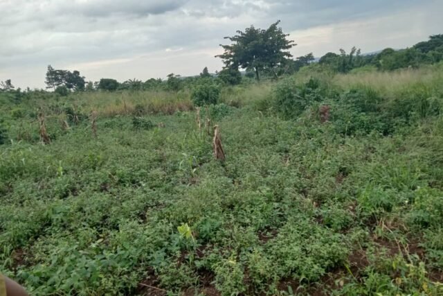 2 Acres of Land for Sale: Kakuuto Manya Village, Uganda